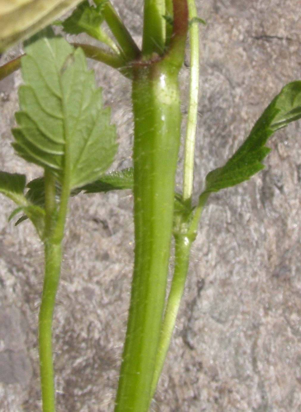 Lamiacea con eterottero:  Galeopsis cfr. segetum